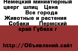 Немецкий миниатюрный(цверг) шпиц › Цена ­ 50 000 - Все города Животные и растения » Собаки   . Пермский край,Губаха г.